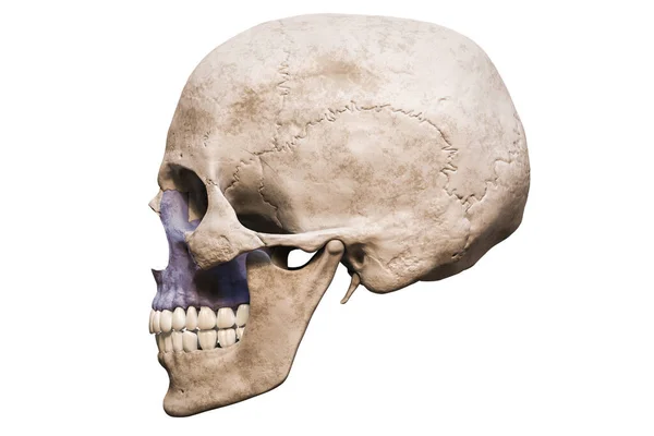解剖学上准确的人类男性颅骨与彩色上颌骨横向或侧面观点分离的白色背景与复制空间三维渲染说明 空白解剖学和医学图表 — 图库照片