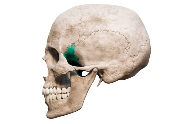 Anatomisch Nauwkeurige Menselijke Schedel Met Gekleurde Sphenoid Bot Laterale Profielweergave — Stockfoto