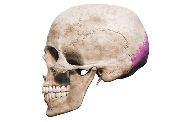 Анатомічно Точний Чоловічий Череп Людини Розфарбованою Потиличною Кісткою Бічного Або — стокове фото