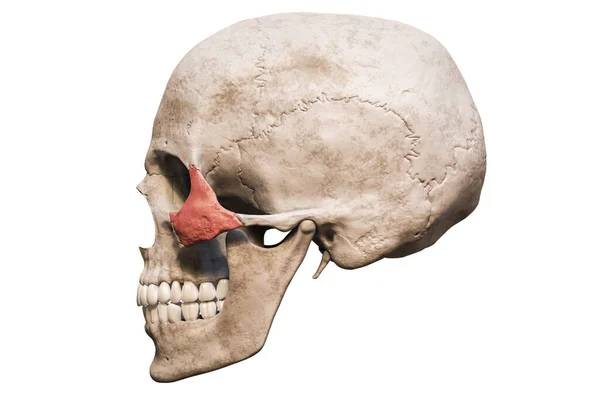 解剖学上准确的人类男性颅骨 在白色背景下 用复制空间三维渲染图解分离出色泽化的双侧骨或轮廓视图 空白解剖学和医学图表 — 图库照片