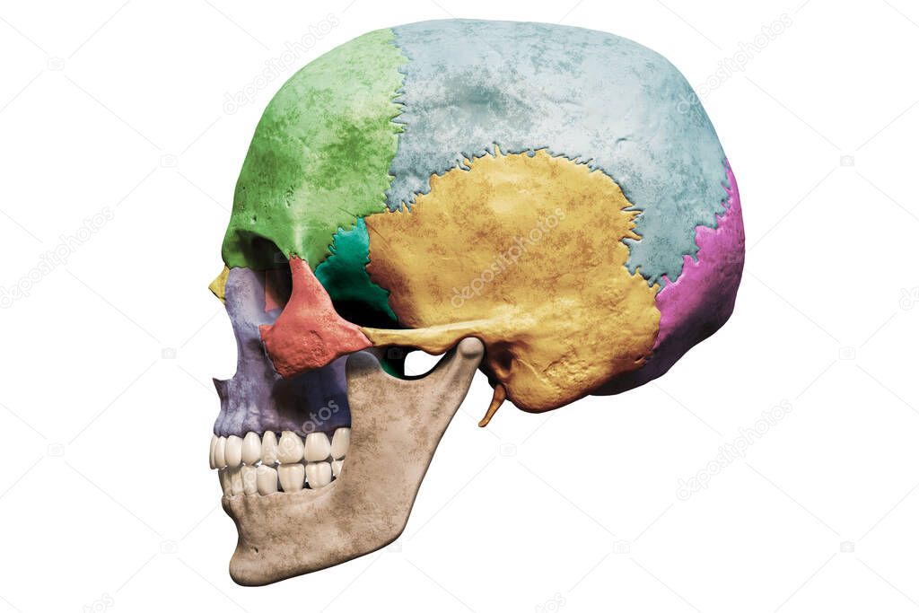 Anatomically accurate human male skull with colorized bones lateral or profile view isolated on white background with copy space 3D rendering illustration. Blank anatomical and medical chart.