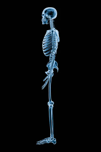 Xray image of lateral or profile view of full human skeletal system or skeleton isolated on black background 3D rendering illustration. Medical, healthcare, anatomy, osteology, science concept.