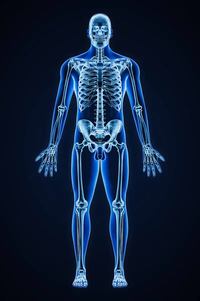 Accurate Xray Anterior View Full Human Skeletal System Adult Male — Stock Photo, Image