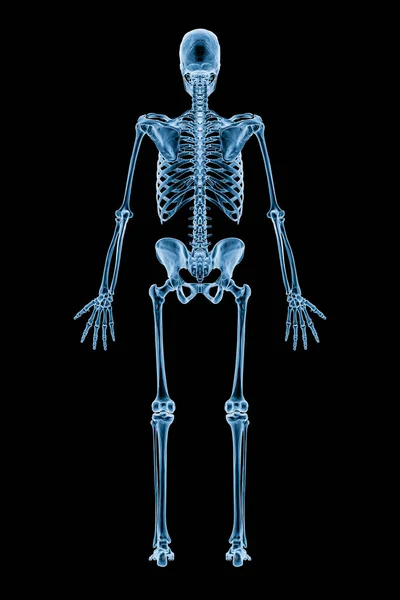 Xray Image Posterior Back View Full Human Skeletal System Skeleton — стоковое фото