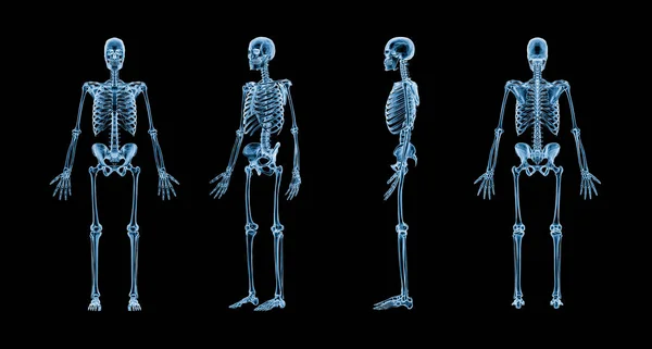 Accurate Xray Image Human Skeletal System Adult Male Skeleton Isolated — стоковое фото