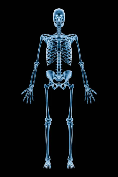 Xray Image Anterior Front View Full Human Skeletal System Skeleton — стоковое фото