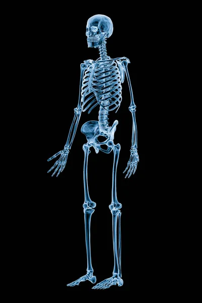Xray Image Anterior Three Quarter View Full Human Skeletal System — стоковое фото