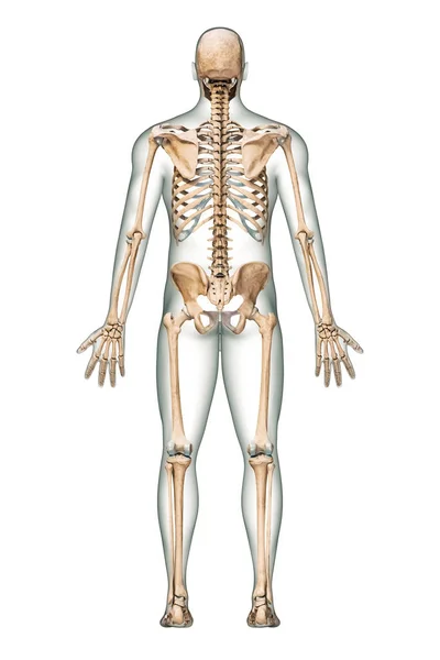 Posterior Back View Accurate Human Skeletal System Skeleton Bones Adult — стоковое фото
