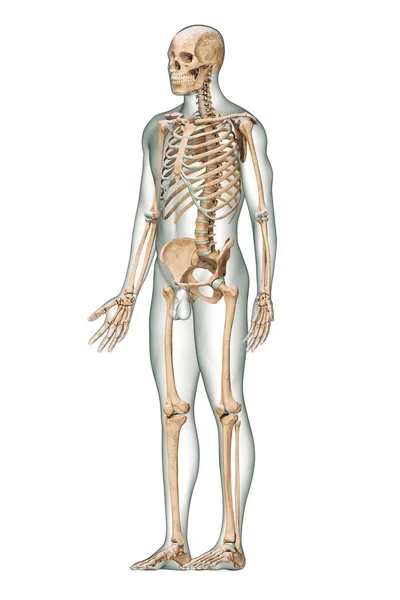 Anterior Three_Quarter View Accurate Human Skeletal System Skeleton Bones Adult — Φωτογραφία Αρχείου