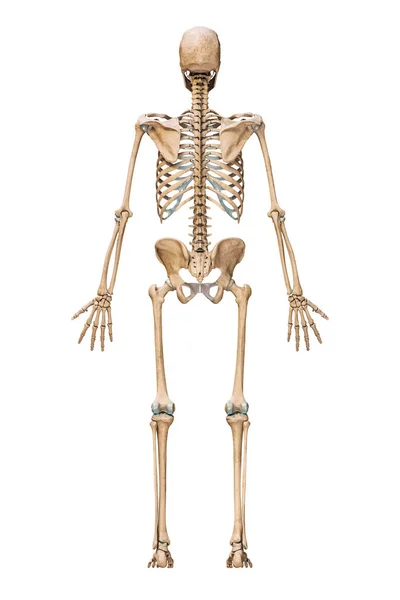 Posterior Back View Accurate Human Skeletal System Skeleton Bones Adult — Zdjęcie stockowe