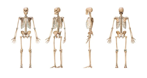 Accurate Human Skeletal System Adult Male Skeleton Isolated White Background — Stock fotografie