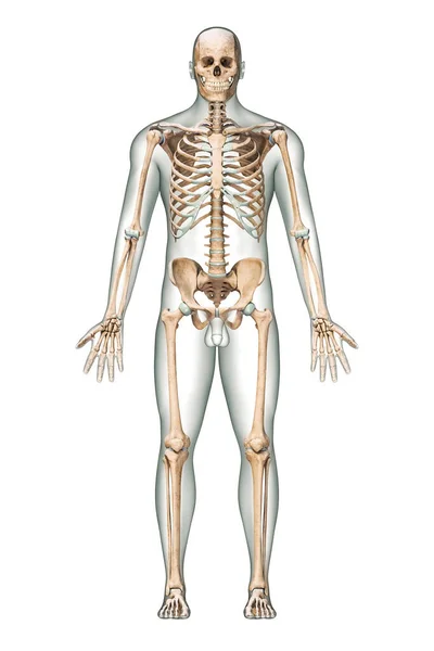 Anterior View Accurate Human Skeletal System Skeleton Bones Adult Male — Stock Photo, Image