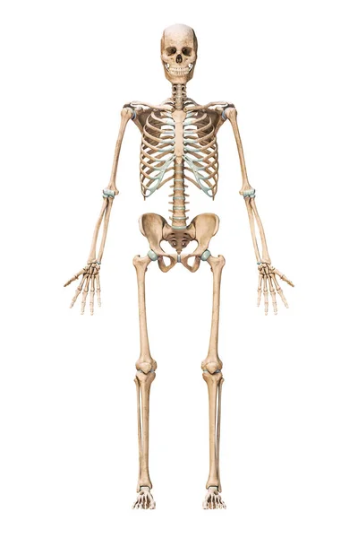 Anterior Front View Accurate Human Skeletal System Skeleton Bones Adult — ストック写真