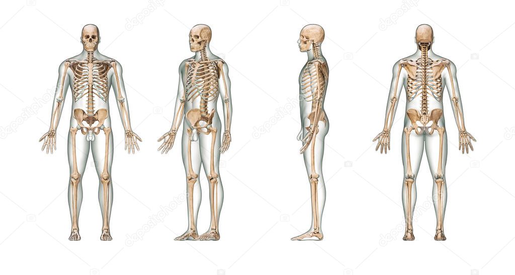 Accurate human skeletal system with adult male skeleton and body isolated on white background 3D rendering illustration. Anterior, lateral and posterior view. Anatomy, medical, osteology healthcare, science concept.