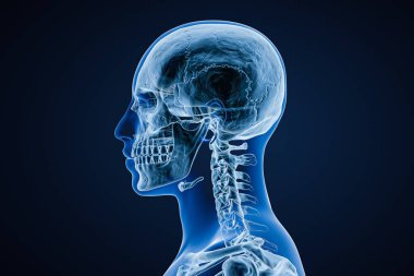 Xray image of lateral or profile view of skull of adult male with body contours isolated on blue background 3D rendering illustration. Anatomy, medicine, medical, science, osteology concept.