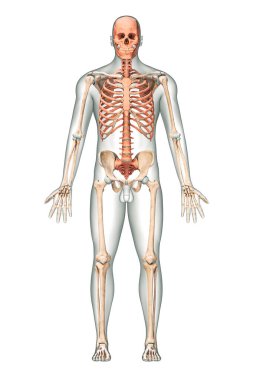 Anterior or front view of accurate axial bones of human skeletal system or skeleton with male body contours isolated on white background 3D rendering illustration. Anatomy, medical, science, osteology concept.