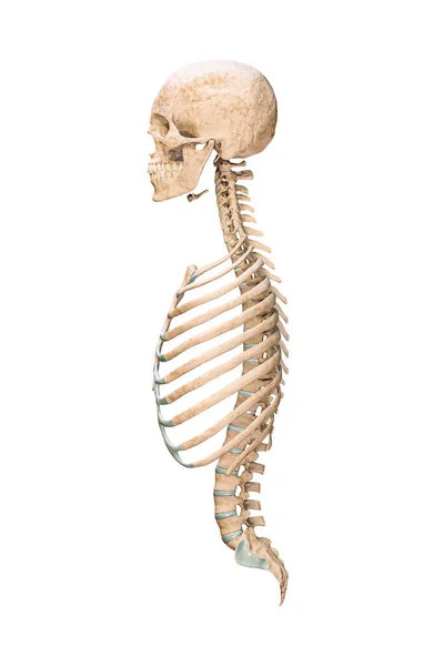 Accurate Lateral Profile View Axial Bones Human Skeletal System Skeleton — Zdjęcie stockowe