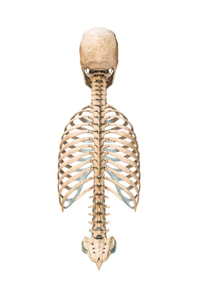 Accurate Posterior Back View Axial Bones Human Skeletal System Skeleton — Stockfoto