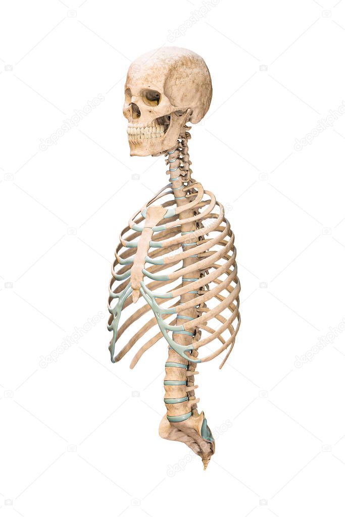 Accurate three-quarter anterior or front view of axial bones of human skeletal system or skeleton isolated on white background 3D rendering illustration. Blank anatomical chart. Anatomy, medical, osteology healthcare, science concept.