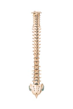 Accurate posterior or back view of human spine bones or vertebrae isolated on white background 3D rendering illustration. Blank anatomical chart. Anatomy, medical, osteology healthcare, science concept.