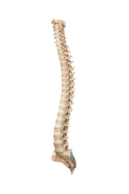 Accurate three-quarter anterior or front view of human spine bones or vertebrae isolated on white background 3D rendering illustration. Blank anatomical chart. Anatomy, medical, osteology healthcare, science concept.