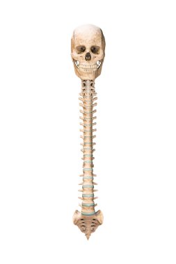 Accurate anterior or front view of human spine bones with skull isolated on white background 3D rendering illustration. Blank anatomical chart. Anatomy, medical, osteology healthcare, science concept.