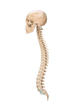 Accurate lateral or profile view of human spine bones with skull isolated on white background 3D rendering illustration. Blank anatomical chart. Anatomy, medical, osteology healthcare, science concept.