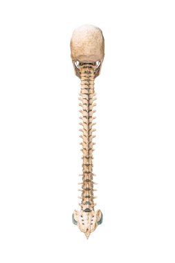 Accurate posterior or back view of human spine bones with skull isolated on white background 3D rendering illustration. Blank anatomical chart. Anatomy, medical, osteology healthcare, science concept.