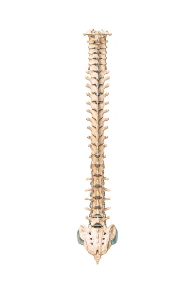 Accurate Posterior Back View Human Spine Bones Vertebrae Isolated White — 图库照片