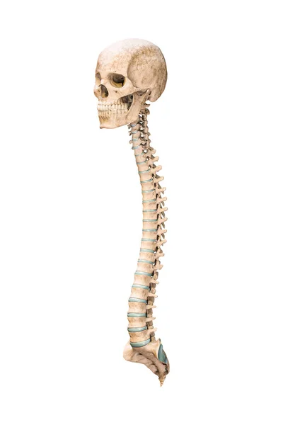 Accurate Three Quarter Anterior Front View Human Spine Bones Skull — Stock fotografie