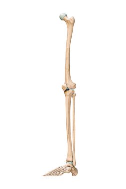 Accurate three-quarter anterior or front view of the leg or lower limb bones of the human skeletal system isolated on white background 3D rendering illustration. Anatomy, medical, osteology concept.