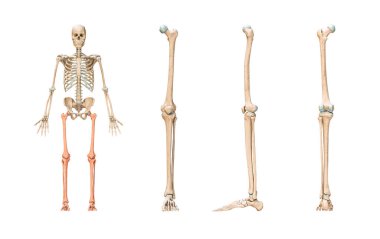 Accurate leg or lower limb bones of the human skeletal system or skeleton isolated on white background 3D rendering illustration. Anterior, lateral and posterior views. Anatomy, osteology concept.