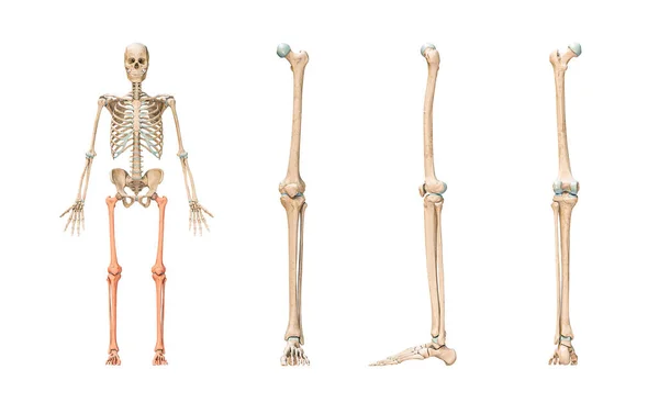 Accurate Leg Lower Limb Bones Human Skeletal System Skeleton Isolated — 图库照片