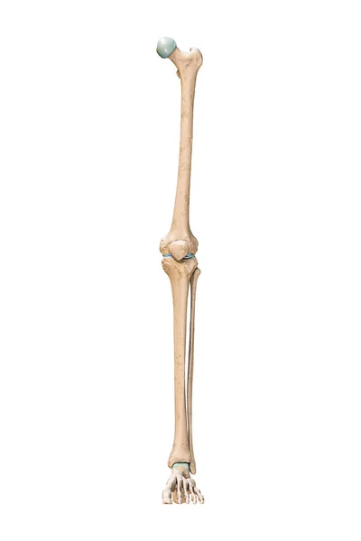 Accurate Anterior Front View Leg Lower Limb Bones Human Skeletal — Foto de Stock