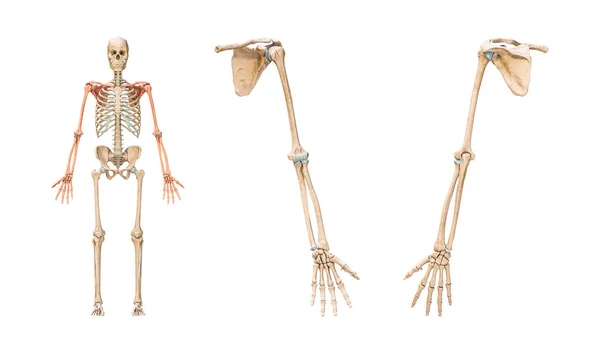 Accurate bones of the arm or upper limb of the human skeletal system or skeleton isolated on white background 3D rendering illustration. Anterior and posterior views. Anatomy, osteology concept.