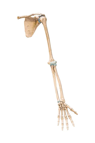 Accurate Anterior Front View Arm Upper Limb Bones Human Skeletal — Fotografia de Stock