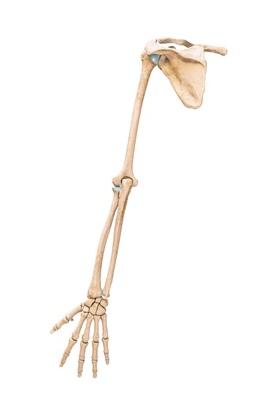 Accurate Posterior Rear View Arm Upper Limb Bones Human Skeletal — Zdjęcie stockowe