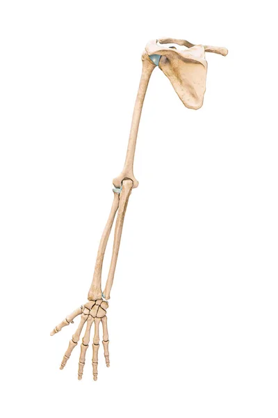 Accurate posterior or rear view of the arm or upper limb bones of the human skeletal system isolated on white background 3D rendering illustration. Anatomy, medical, osteology concept.