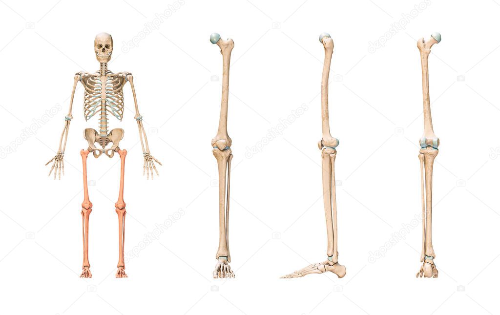 Accurate leg or lower limb bones of the human skeletal system or skeleton isolated on white background 3D rendering illustration. Anterior, lateral and posterior views. Anatomy, osteology concept.