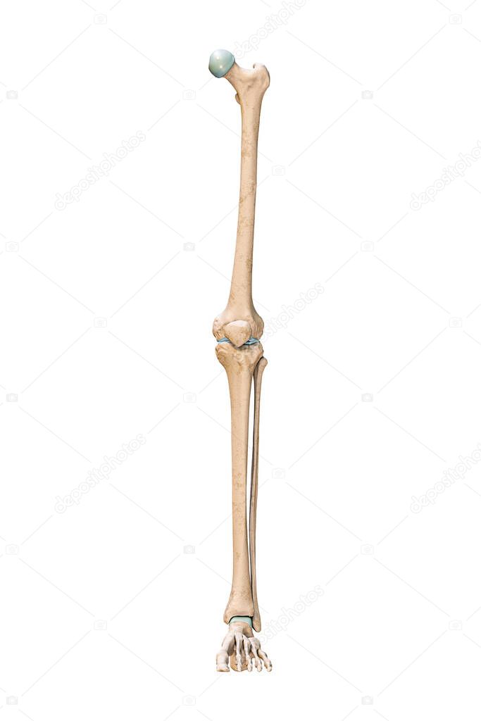 Accurate anterior or front view of the leg or lower limb bones of the human skeletal system isolated on white background 3D rendering illustration. Anatomy, medical, osteology concept.