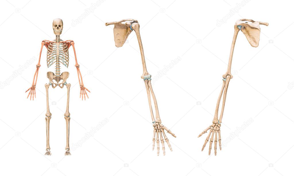 Accurate bones of the arm or upper limb of the human skeletal system or skeleton isolated on white background 3D rendering illustration. Anterior and posterior views. Anatomy, osteology concept.