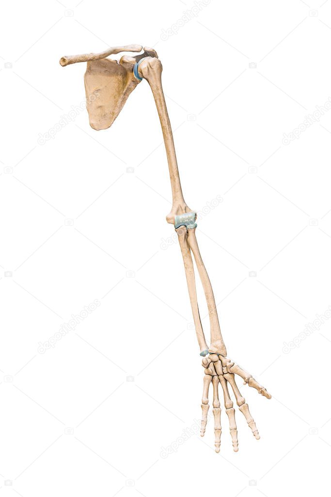 Accurate anterior or front view of the arm or upper limb bones of the human skeletal system isolated on white background 3D rendering illustration. Anatomy, medical, osteology concept.
