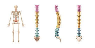 Accurate spine or spinal column bones with lumbar, thoracic and cervical vertebrae in color isolated on white background 3D rendering illustration. Anterior, lateral and posterior views