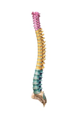 Three-quarter anterior or front view of accurate human spine bones with cervical, thoracic and lumbar vertebrae in color isolated on white background 3D rendering illustration. Anatomy concept.