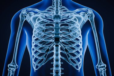 Anterior or front view of accurate human rib cage close-up with adult male body contours on blue background 3D rendering illustration. Anatomy, science, medical, osteology concept.