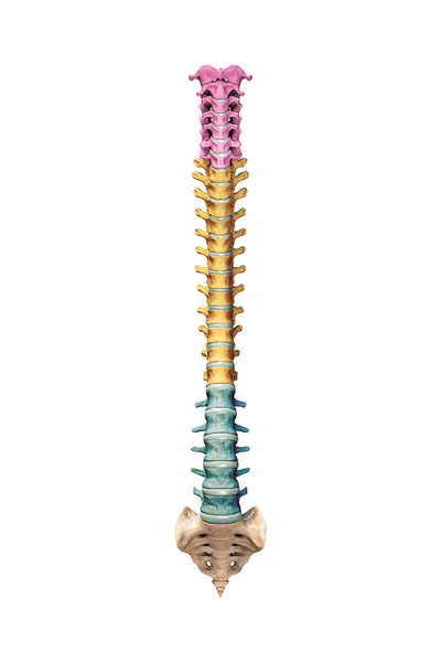 Anterior Front View Accurate Human Spine Bones Cervical Thoracic Lumbar — Stockfoto