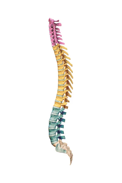 Lateral Profile View Accurate Human Spine Bones Cervical Thoracic Lumbar — Zdjęcie stockowe