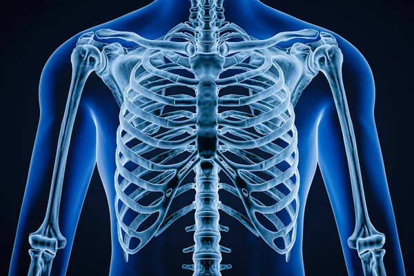 Anterior or front view of accurate human rib cage close-up with adult male body contours on blue background 3D rendering illustration. Anatomy, science, medical, osteology concept.