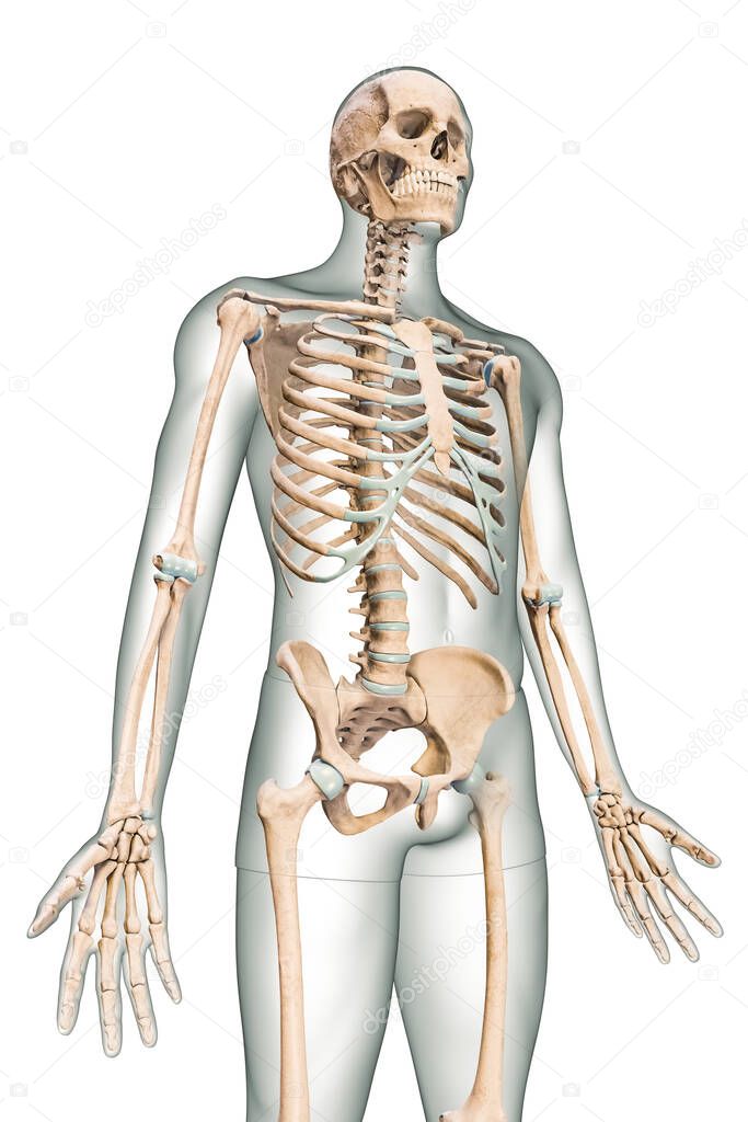 Accurate low angle anterior or front view of human bones of skeletal system or skeleton with male body contours isolated on white background 3D rendering illustration. Anatomy, osteology concept.