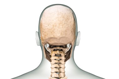 Beyaz arka planda izole edilmiş, 3 boyutlu, omurga ve vücut hatları olan insan kafatası veya kafa kemiklerinin arka ya da arka görünüşü. Anatomi, osteoloji, bilim, biyoloji kavramı.